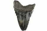 Fossil Megalodon Tooth - South Carolina #170592-1